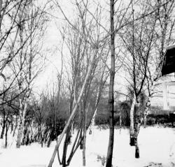 Ein Wintergarten, Birken im Schnee
